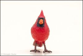 Papo 50322 Red Cardinal 4.jpg