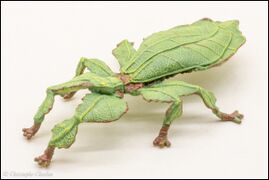 Papo 50323 Leaf Insect 2.jpg