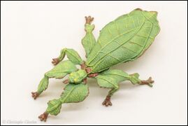 Papo 50323 Leaf Insect 4.jpg