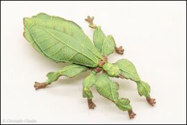 Papo 50323 Leaf Insect 5.jpg