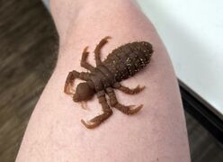 Steven's Pixie Toys Head Louse