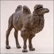 Pfeiffer Bactrian camel 4.jpg