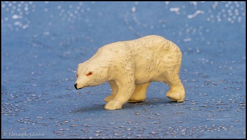 File:Pfeiffer small Polar bear 2.jpg