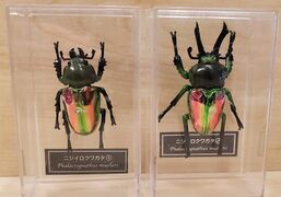 DeAgostini Phalacrognathus muelleri