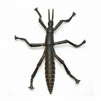 Phasmatodea thumb.jpg