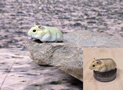 Dzungrian hamster 'Phodopus sungorus'