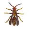 Polistes dorsalis thumb.jpg
