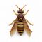 Polistes humilis thumbart.jpg