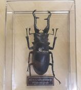 Prosopocoilus giraffa