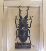 DeAgostini Prosopocoilus giraffa