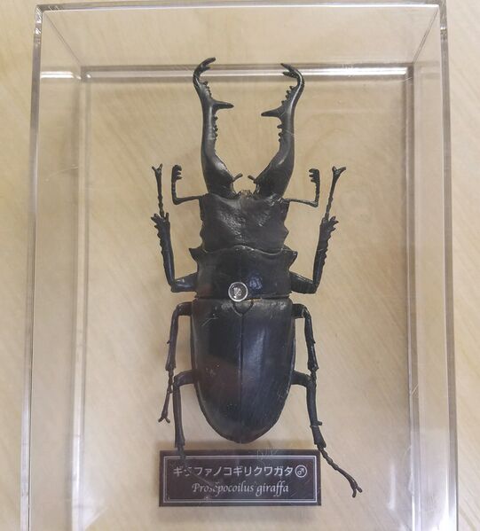 File:Prosopocoilus giraffa DeAgostini.jpg