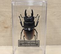 Prosopocoilus hasterti