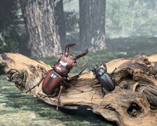 Furuta Insect Science 2a Sawtooth Stag Beetle Male