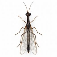 Raphidioptera thumb.jpg