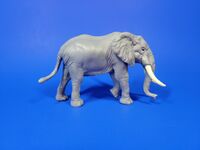 African Elephant