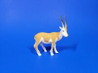 Tibetan Antelope