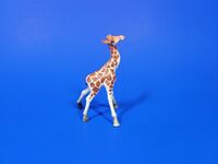 Giraffe Calf