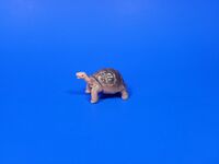 Galapagos Tortoise