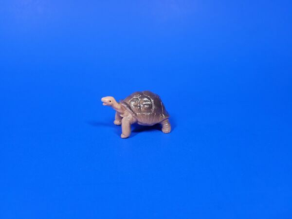 Recur-egg-tortoise-pg.jpg