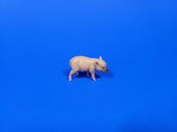 Warthog Piglet