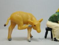 294 Jersey Calf Scratching