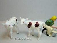 297 Red/white Calf with Head Turned