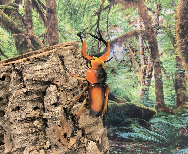 Rhaetulus speciosus 4DMaster.jpg