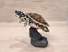 Bandai DoL Turtles 2 Rio Grande cooter