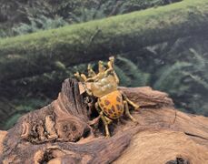 SEGA Standard Series Rhyssonotus nebulosus