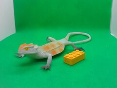 Shing Hing Desert Horned Lizard