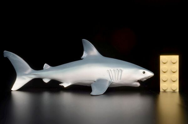 Safari 110345 Porbeagle shark 1.jpg