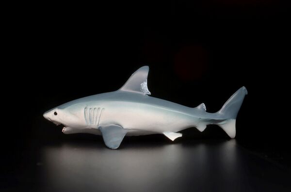 Safari 110345 Porbeagle shark 2.jpg