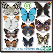 Lepidopterist's Private Specimen Mascot 1