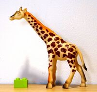 Northern giraffe