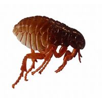 Siphonaptera thumb.jpg