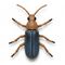 Soldier beetle thumb.jpg