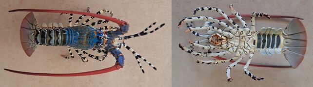 Spinylobster1.jpg