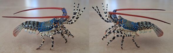 Spinylobster2.jpg