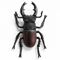 Stag beetle thumb.jpg
