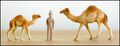 Starlux 1953 Dromedary camels.jpg