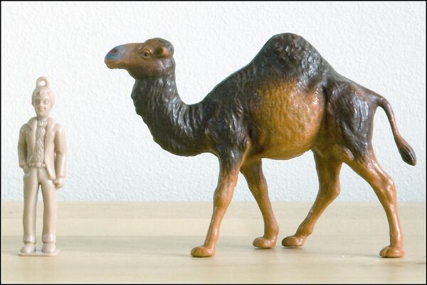 Starlux Dromedary.jpg