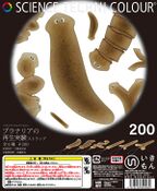 Planarian regeneration experiment