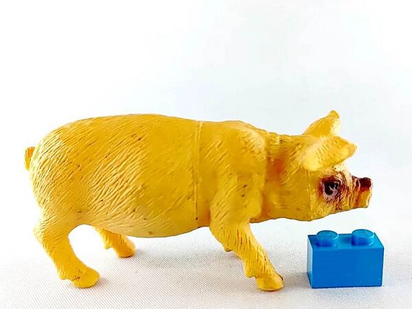 TM 2011 Pig 2072-P1 right