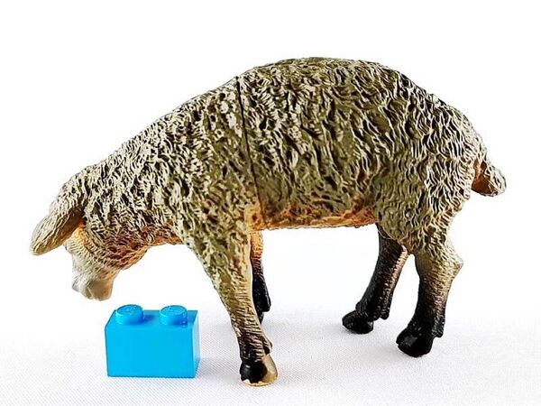 TM 2011 Sheep 2072-P2 left