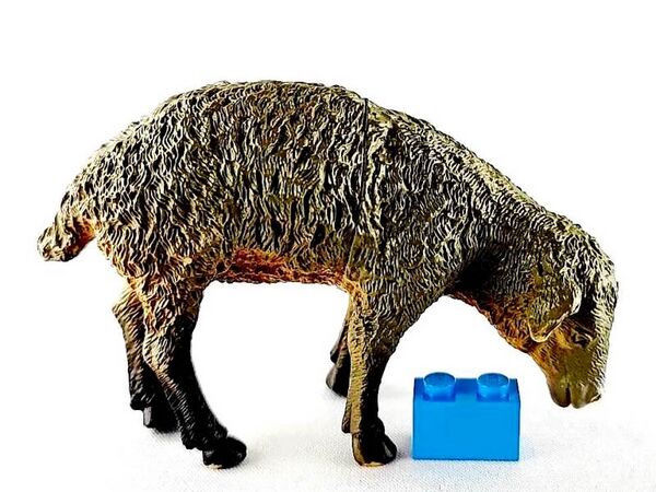 TM 2011 Sheep 2072-P2 right