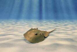 Epoch Horseshoe Crab