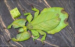 Giant Malaysian leaf insect