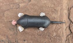 Star-nosed mole