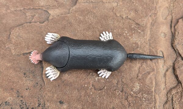 Takara Star-nosed mole 1.jpg
