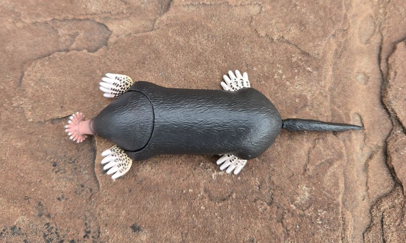 File:Takara Star-nosed mole 1.jpg